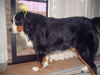 c0143711_21224861.gif