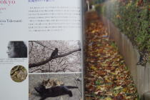 菅直人新首相/人と猫の愛あるくらし Cats & La Dolce Vita_f0006713_14392620.jpg