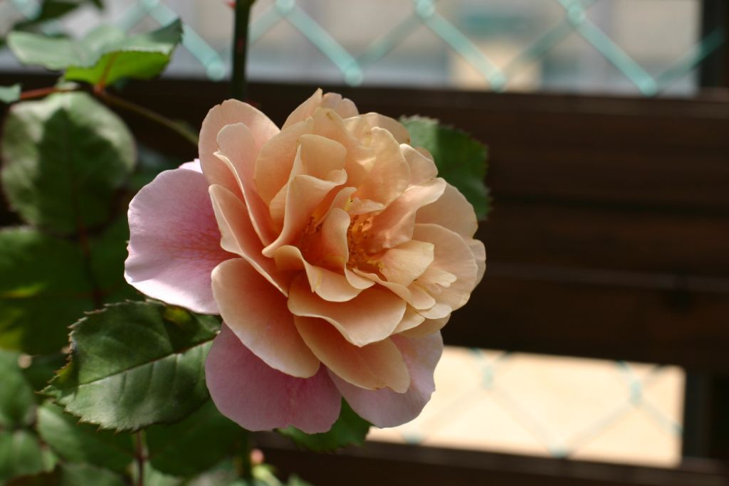 b0145314_854457.jpg