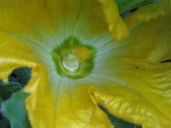 「夏野菜」の子供達~~_a0125419_721712.jpg