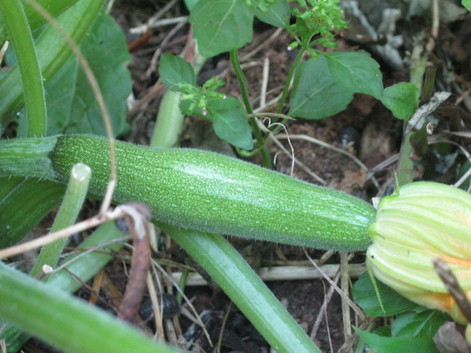 「夏野菜」の子供達~~_a0125419_722097.jpg