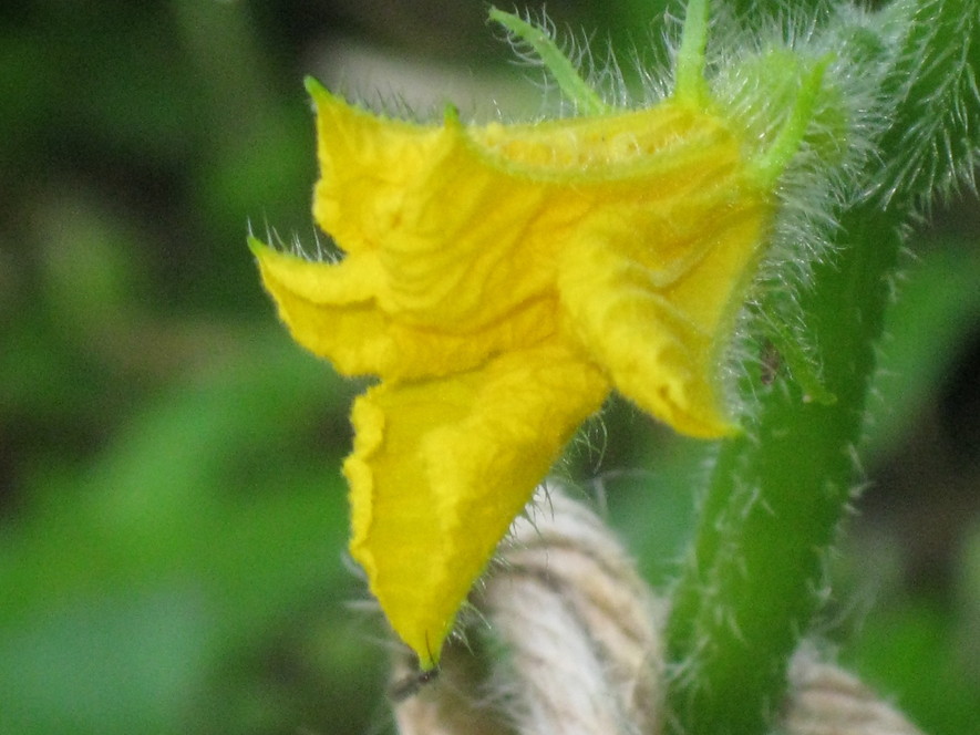 「夏野菜」の子供達~~_a0125419_7224313.jpg