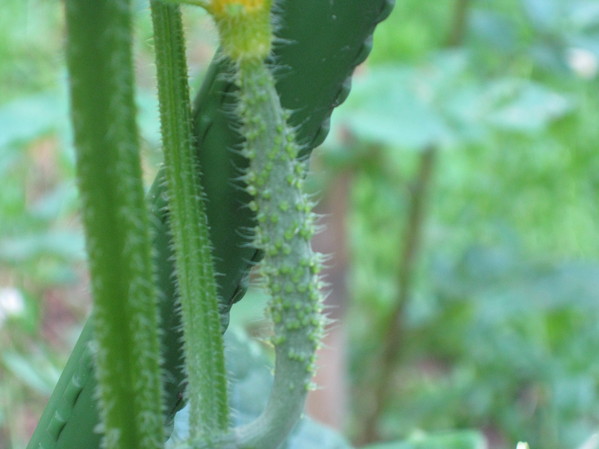 「夏野菜」の子供達~~_a0125419_7233233.jpg