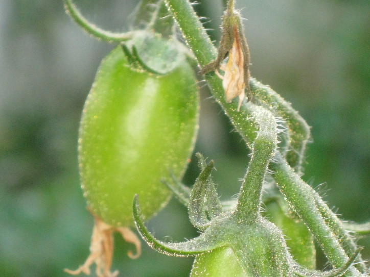 「夏野菜」の子供達~~_a0125419_7242828.jpg