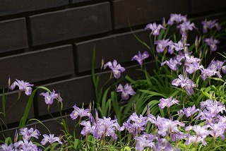 f0170524_13232845.jpg