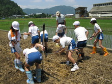 服間小学校4年生の子供達が大豆の種まきをしました_e0061225_14343697.jpg