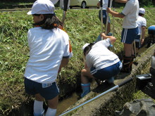 服間小学校4年生の子供達が大豆の種まきをしました_e0061225_14401762.jpg