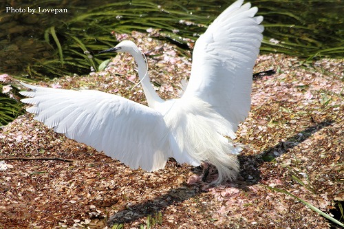 翡翠色の鳥を追え！_c0136926_80224.jpg