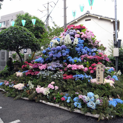 あじさいまつり・白山神社 - 東京都文京区白山_c0162826_21241313.jpg