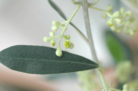 f0188237_9471470.gif