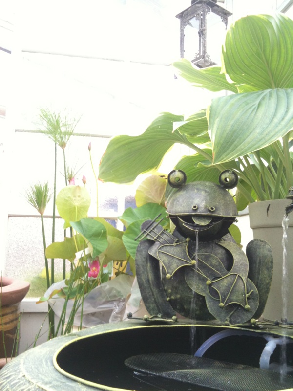 夏の涼を水辺の植物で さにべるスタッフblog Sunny Day S Garden 夏の涼を水辺の植物で さにべるスタッフblog Sunny Day S Garden