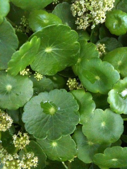 夏の涼を水辺の植物で さにべるスタッフblog Sunny Day S Garden 夏の涼を水辺の植物で さにべるスタッフblog Sunny Day S Garden