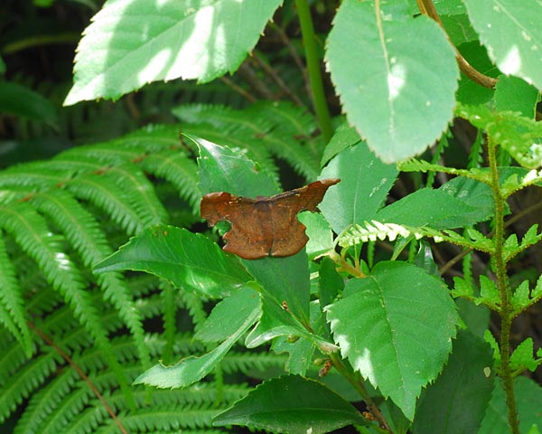 e0035757_2331131.jpg