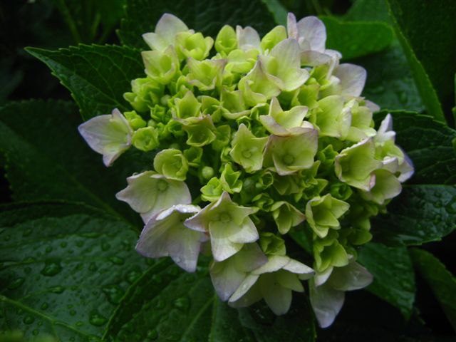 a0123465_23461262.jpg