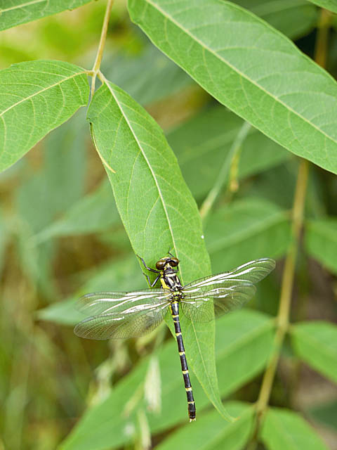 羽化後間もない蜻蛉３種＋α（６月上旬　埼玉県）_f0199866_2231718.jpg