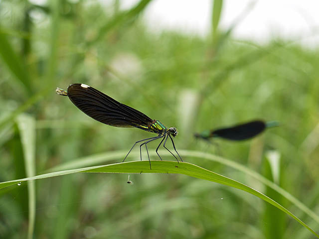 羽化後間もない蜻蛉３種＋α（６月上旬　埼玉県）_f0199866_2233556.jpg