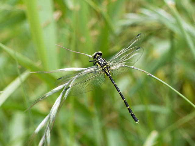 羽化後間もない蜻蛉３種＋α（６月上旬　埼玉県）_f0199866_224170.jpg