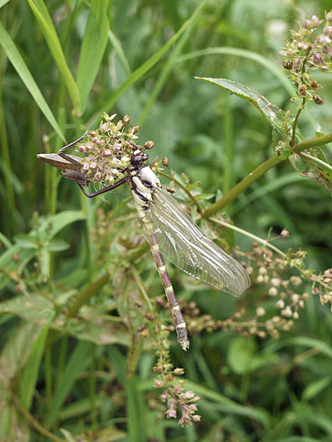 羽化後間もない蜻蛉３種＋α（６月上旬　埼玉県）_f0199866_2242058.jpg