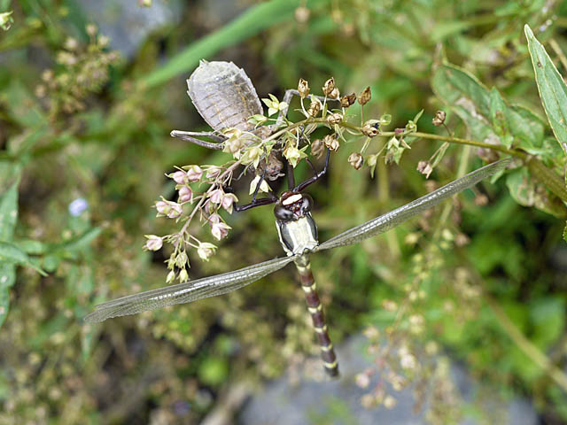 羽化後間もない蜻蛉３種＋α（６月上旬　埼玉県）_f0199866_2243983.jpg