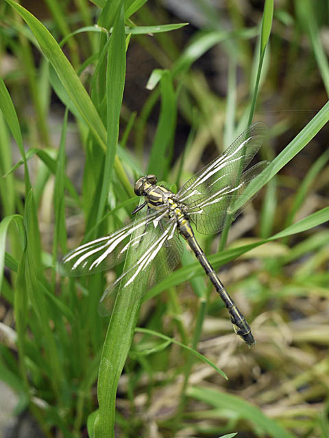 羽化後間もない蜻蛉３種＋α（６月上旬　埼玉県）_f0199866_2245839.jpg