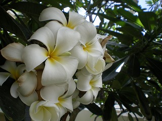 b0056570_054726.jpg