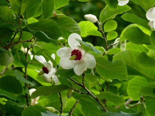 北大植物園のオオバオオヤマレンゲ（大葉大山蓮華）_d0084473_2131540.jpg