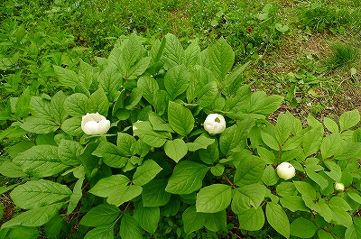 f0182173_10363716.jpg