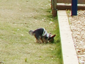 e0156083_8443731.jpg