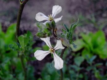 我が家の花たち_d0160788_22381394.jpg