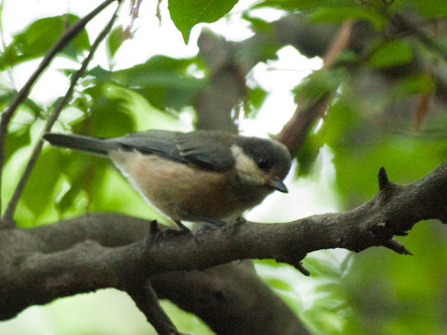 桜ヶ丘公園　ヤマガラ_d0146592_22491311.jpg