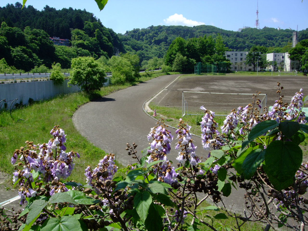 桐の花＠広瀬川散策_f0100593_745446.jpg