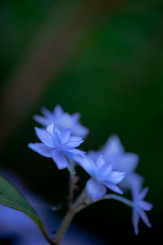 Blue star_f0195893_838408.jpg