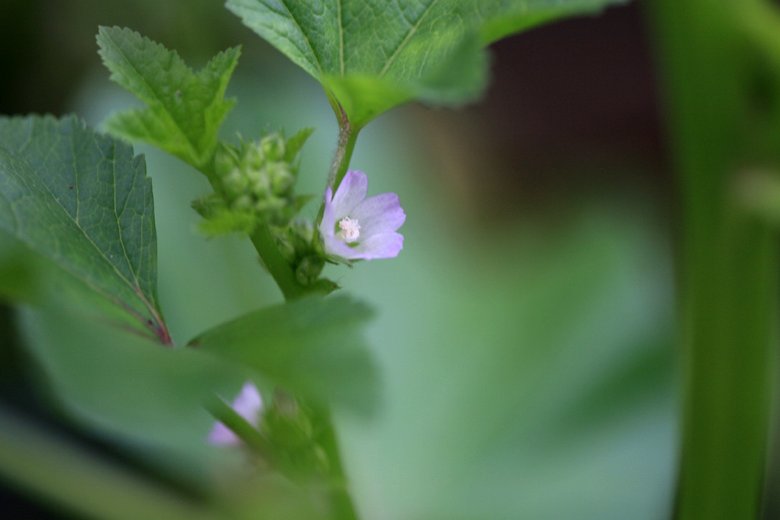 おかのり の花 そよ風にふかれて