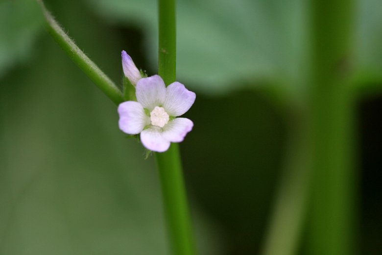 おかのり の花 そよ風にふかれて