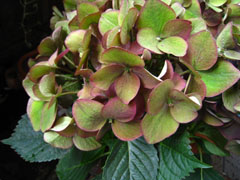 c0227800_8353258.jpg
