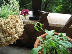 c0227800_849556.jpg