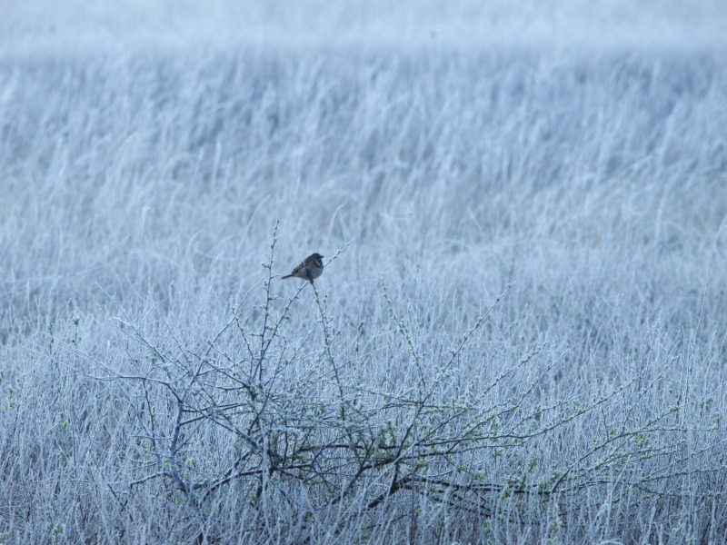 野鳥とお花と_f0224100_5243177.jpg