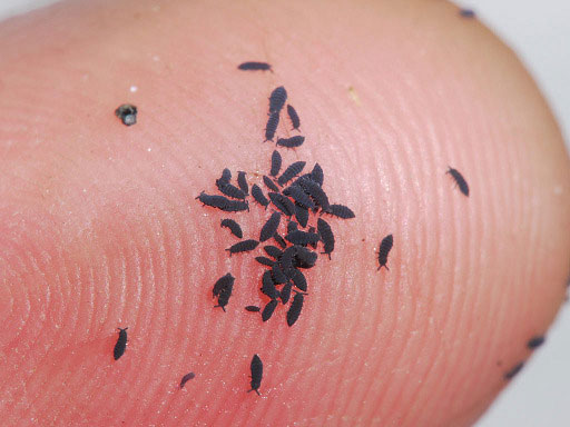 塵かホコリみたいな小さな虫 昆虫ブログ むし探検広場 塵かホコリみたいな小さな虫 昆虫ブログ むし探検広場