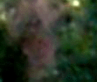 e0103408_12381411.gif