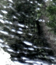 e0103408_12384565.gif