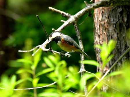 巣箱の鳥　　　２　題　　　2010.06.10_e0001110_6184744.jpg