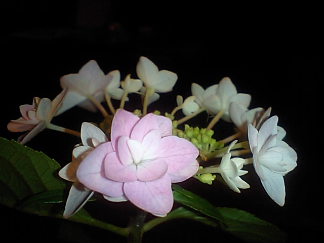 d0088611_1539303.jpg