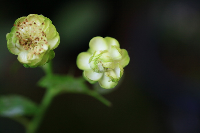 薔薇 緑の花エクレールとピンクの美しいエル 気の向くままに パシャ 薔薇 緑の花エクレールとピンクの美しいエル 気の向くままに パシャ