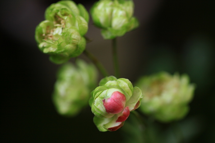 薔薇 緑の花エクレールとピンクの美しいエル 気の向くままに パシャ 薔薇 緑の花エクレールとピンクの美しいエル 気の向くままに パシャ