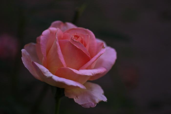 薔薇 緑の花エクレールとピンクの美しいエル 気の向くままに パシャ