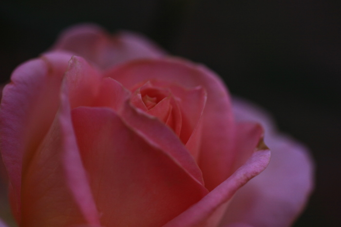 薔薇 緑の花エクレールとピンクの美しいエル 気の向くままに パシャ 薔薇 緑の花エクレールとピンクの美しいエル 気の向くままに パシャ