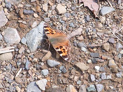 \'10年 春の北海道巡検・自然編(11)…あと一種_c0062934_20575554.jpg