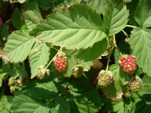 e0097534_15432443.jpg