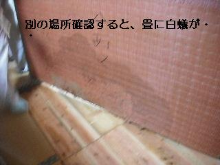 白蟻・・・点検_f0031037_17575246.jpg