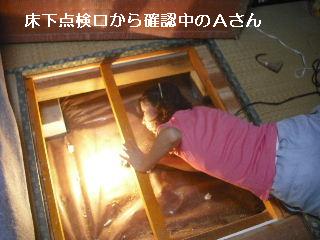 白蟻・・・点検_f0031037_1757680.jpg